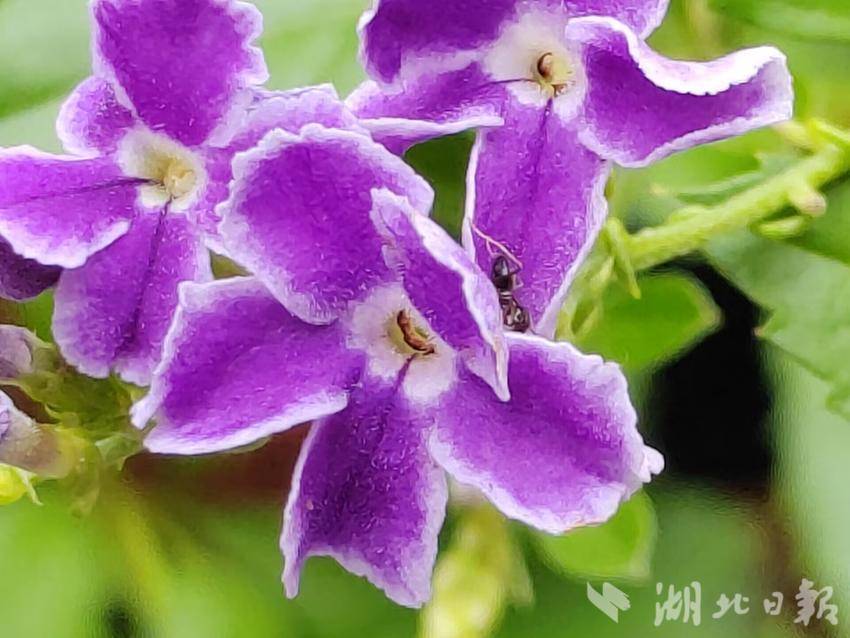 850手机短信充值